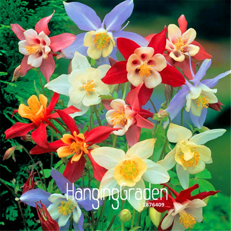 Aquilegia Seeds Bonsai plants