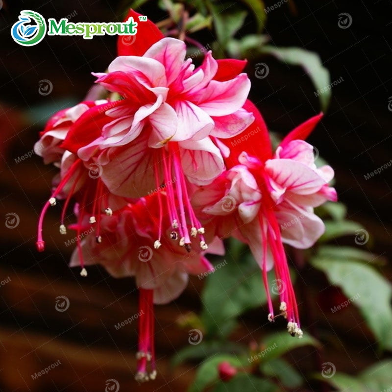 Multicolor Fuchsia Seeds Lantern