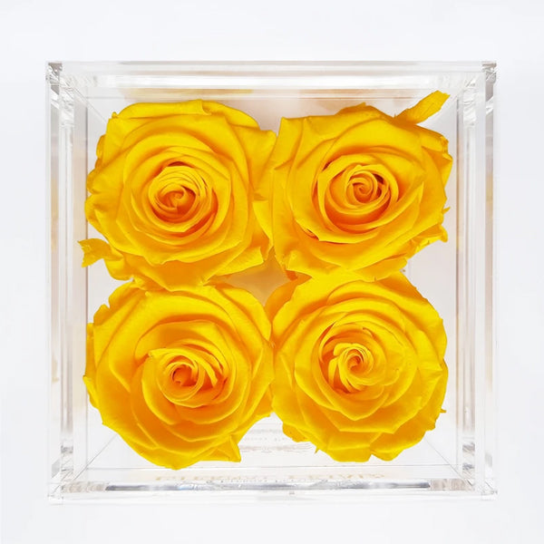 Quartet Bumblebee - Roser som holder ca. 1 år