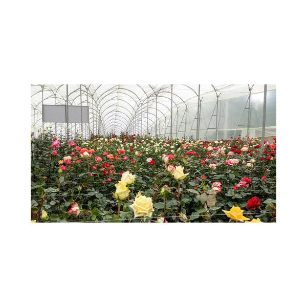 Solo - Black Diamond - Roser som holder ca. 1 år