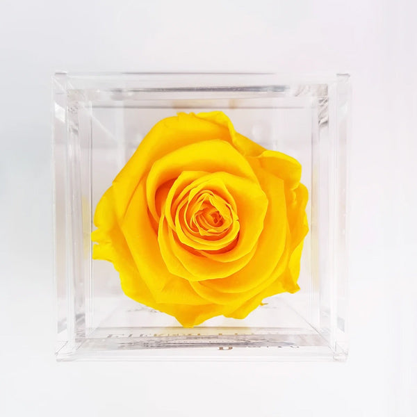 Solo - Bumblebee - Roser som holder ca. 1 år