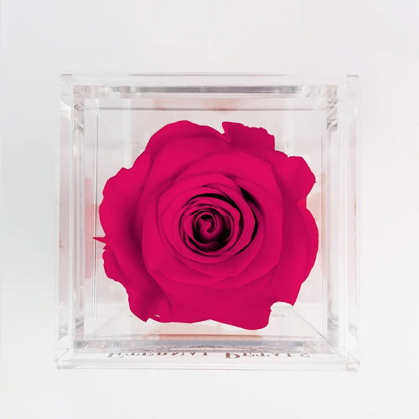 Solo - Fuchsia - Roser som holder ca. 1 år