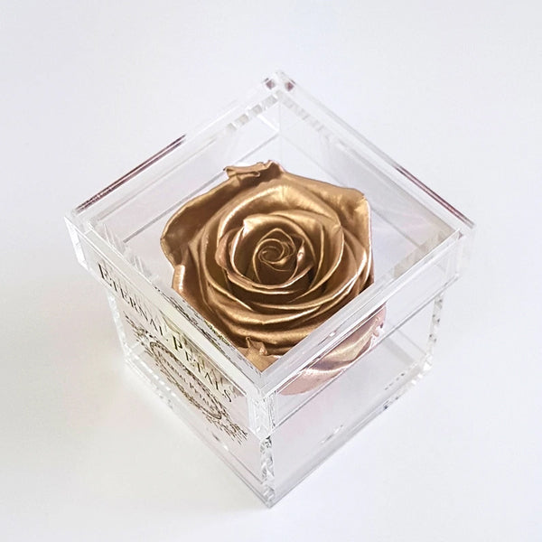 Solo - Gold - Roser som holder ca. 1 år