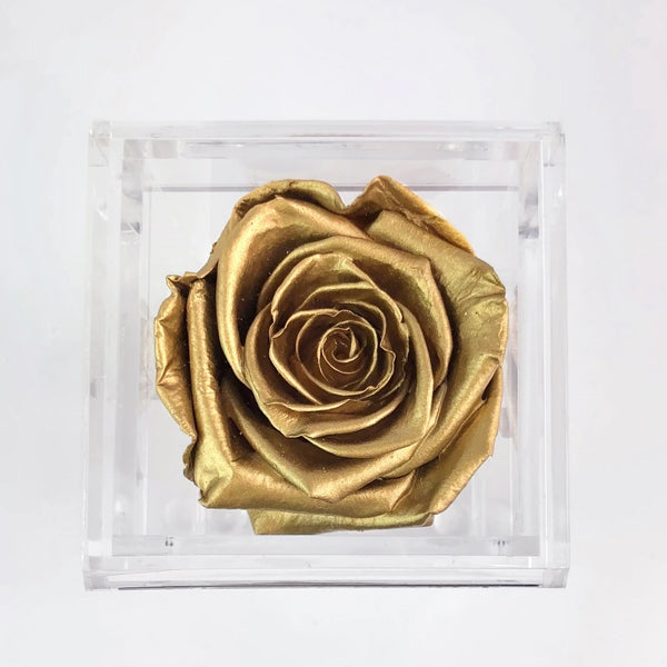 Solo - Gold - Roser som holder ca. 1 år