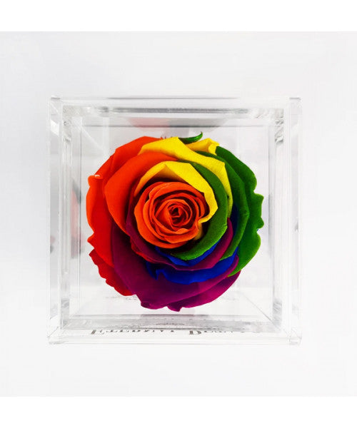Solo Rainbow - Roser som holder ca. 1 år