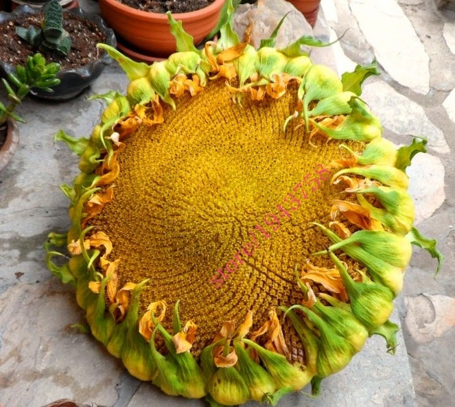 Giant Sunflower seeds