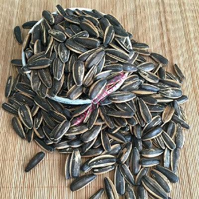 Giant Sunflower seeds