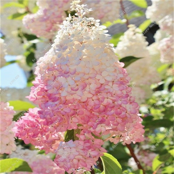 50 Vanilla Strawberry hydrangea