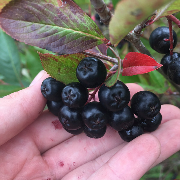 Ekstra kraftfuld Aronia (Bag-in-box 3 liter)