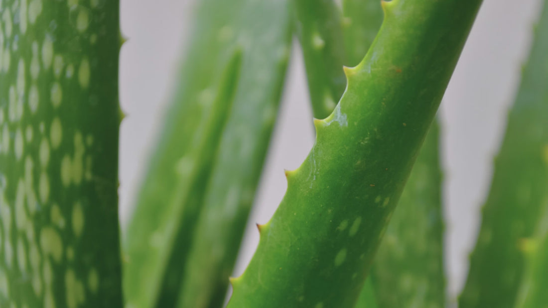 Økologisk 100 % aloe vera saft 1 l