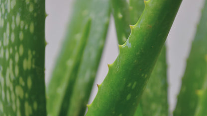 Økologisk 100 % aloe vera saft 1 l