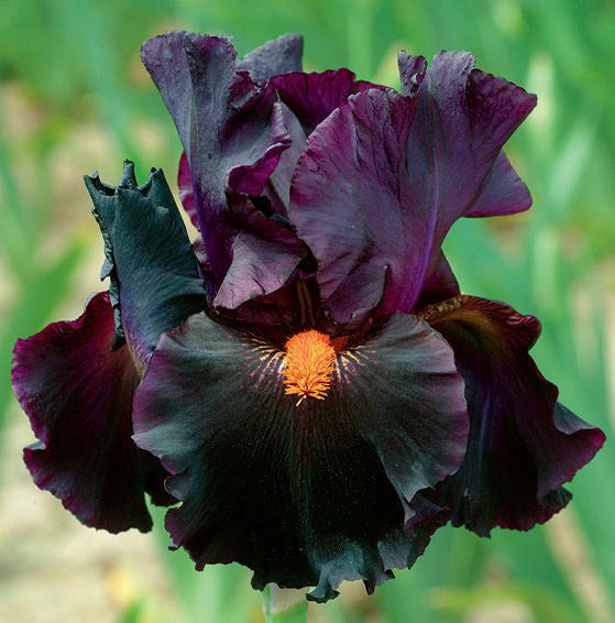 Black Iris Frø