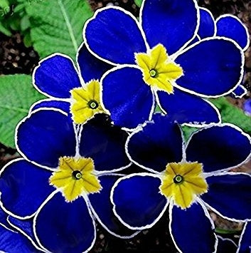 Blue Evening Primrose Seeds