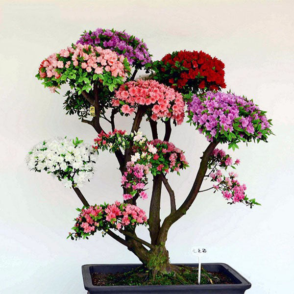 Rare Bonsai 12 Varieties Azalea Seeds