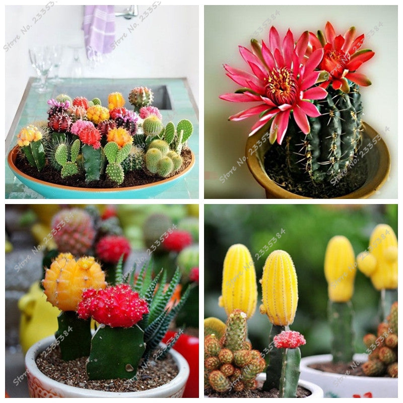 Cactus Hybrid Bonsai Seeds Different Cacti (Mix)