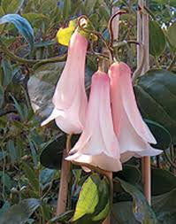 Chilean Bellflower (Lapageria rosea) - 2 farver