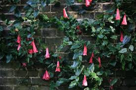 Chilean Bellflower (Lapageria rosea) - 2 farver