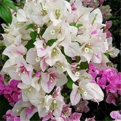 Chinese bonsai Bougainvillea flower seeds