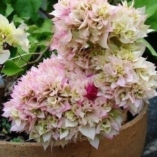 Chinese bonsai Bougainvillea flower seeds