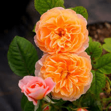 Orange Climbing Rose Seeds