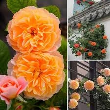 Orange Climbing Rose Seeds