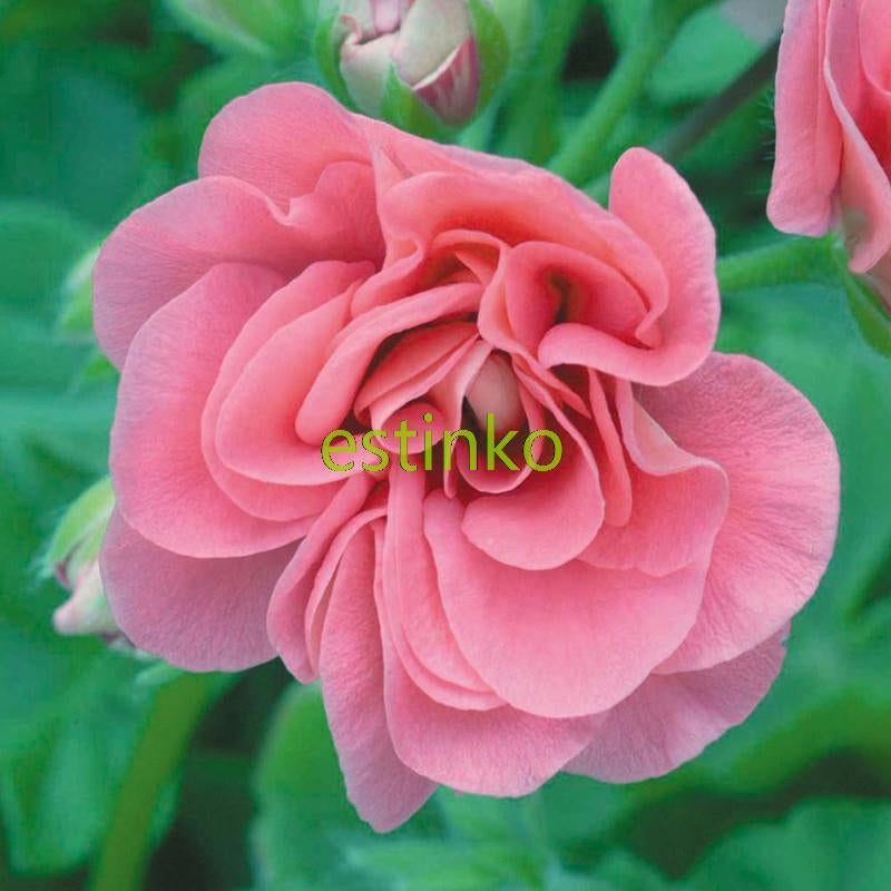 Geranium Seeds Pink Sybil Pelargonium