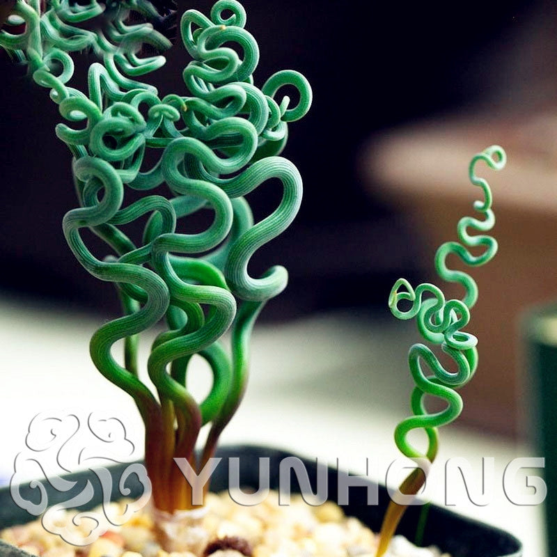 Sprial Grass Flower Seeds Succulents plant