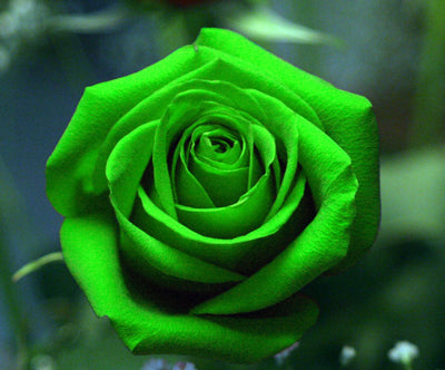 Dark Green European Rose Bush Seed