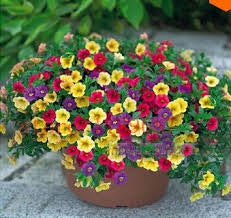 Hanging Petunia Seeds