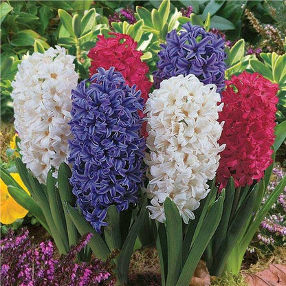 Hyacinthus seeds soil culture hydroponic