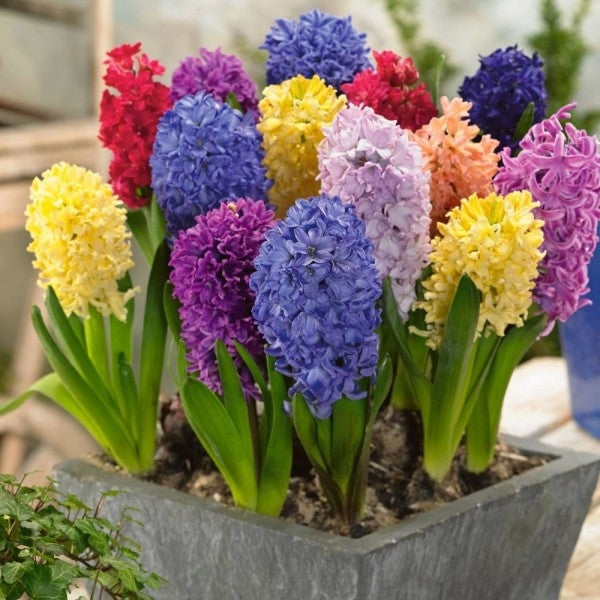 Hyacinthus seeds soil culture hydroponic