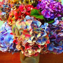 Hydrangea Flower Mix Frø