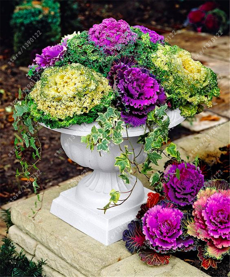 Flowering Ornamental Cabbage Seeds