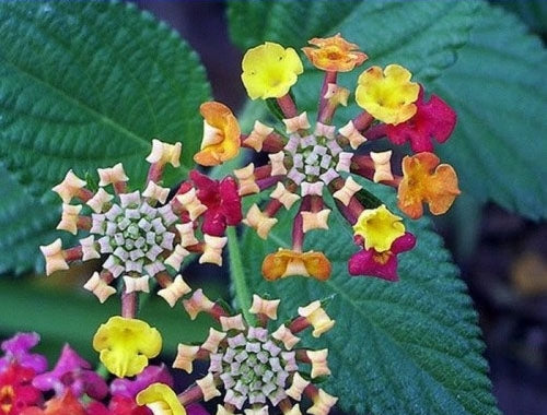 Lantana Camara Perennial Big Wild Sage Flower Seeds