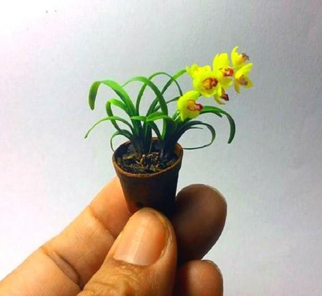 Mini Bonsai orchid seeds Indoor Home (Mix Color)