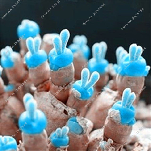 Mini cactus plants Mixture of cactus Seeds