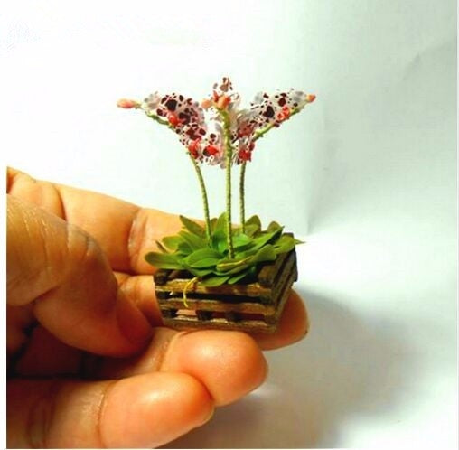 Mini miniature bonsai orchid seeds indoor garden(1)