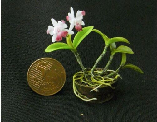 Mini miniature bonsai orchid seeds indoor garden(8)