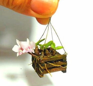 Mini miniature bonsai orchid seeds indoor garden(9)