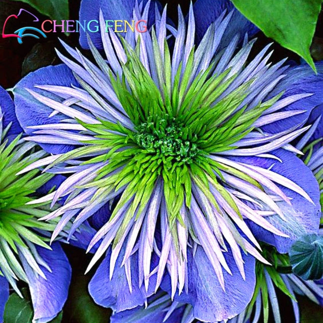 Mix Beautiful Clematis Jardin Plant