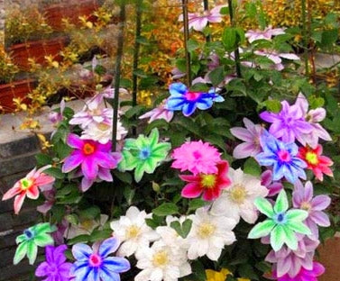 Multicolor Clematis Climbing plants frø