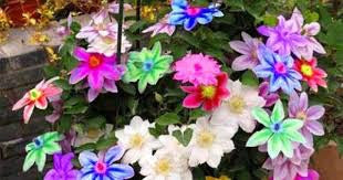 Multicolor Clematis Climbing plants frø