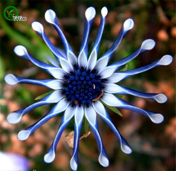 Osteospermum - to farver