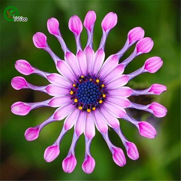 Osteospermum - to farver