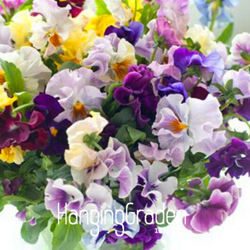 Pansy seeds Mix Color Wavy Viola Tricolor Flower