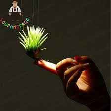 Perennial Air Plant Seeds Garden Mini Bonsai Flower