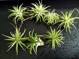 Perennial Air Plant Seeds Garden Mini Bonsai Flower