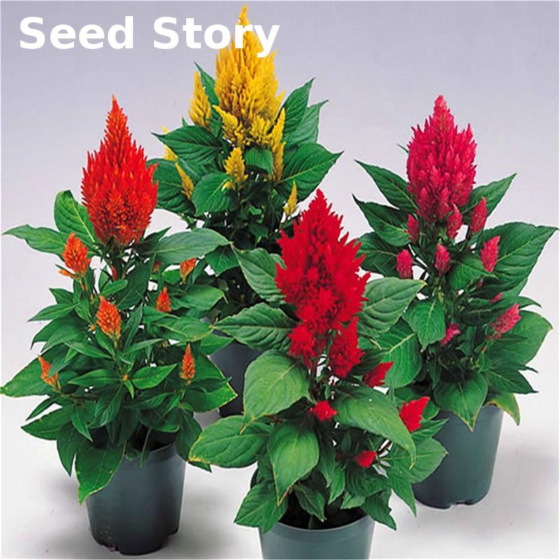 Perennial Cockscomb Seeds (Mix color)