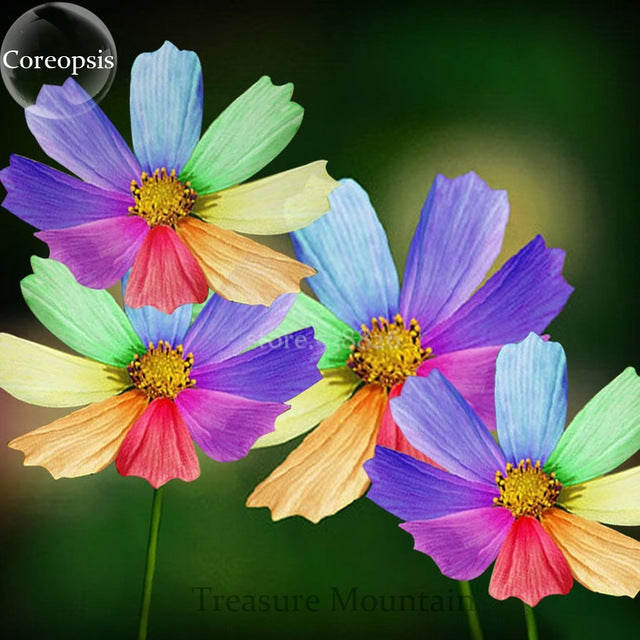 Rainbow Coreopsis Flower Seeds