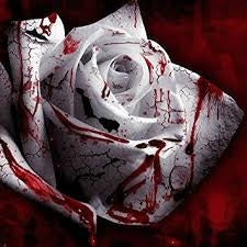White Blood Rose Frø